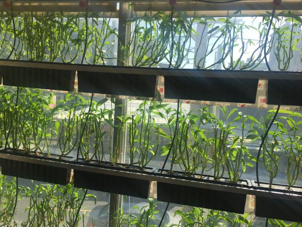 慢飛兒庇護工場設置大面積的植物牆，對長者具有療癒作用，且可減緩嗅覺與觸覺等感官退化。